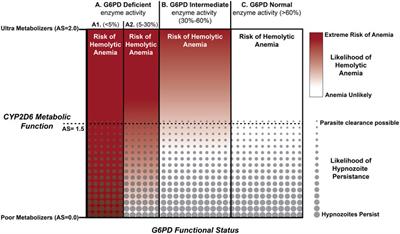 Global perspectives on CYP2D6 associations with primaquine metabolism and Plasmodium vivax radical cure